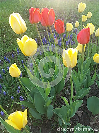  flowers, natura Stock Photo